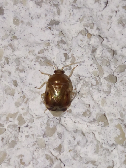 Deraeocoris lutescens - sárgás mezeipoloska