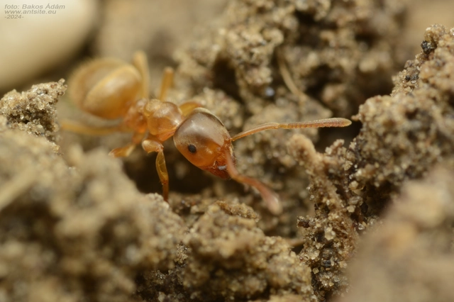Lasius flavus - gyakori borostyánhangya