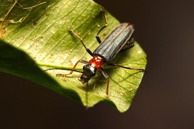 Oedemera croceicollis - pirostorú álcincér
