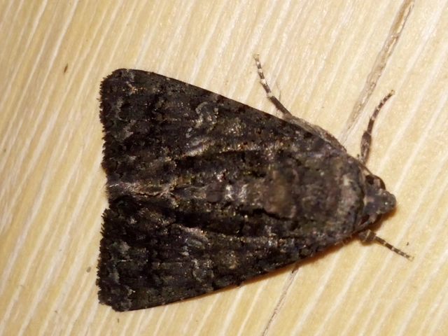 Anophia leucomelas - déli folyófűbagoly
