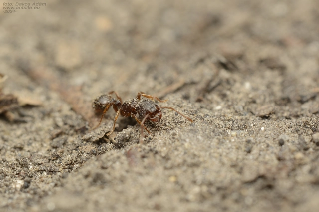 Tetramorium