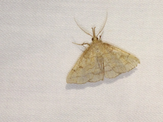 Polypogon gryphalis - láperdei karcsúbagoly