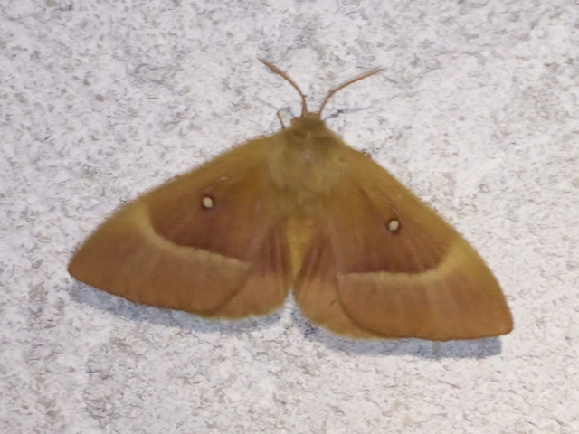 Lasiocampa quercus - tölgyfaszövő
