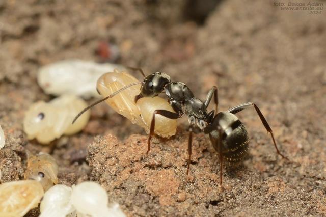 Formica fusca - kormos rabszolgahangya