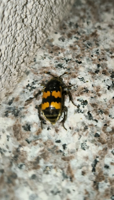 Nicrophorus vespillo - közönséges temetőbogár