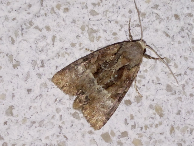 Mesoligia furuncula - kétszínű dudvabagoly Mesoligia furuncula - kétszínű dudvabagoly