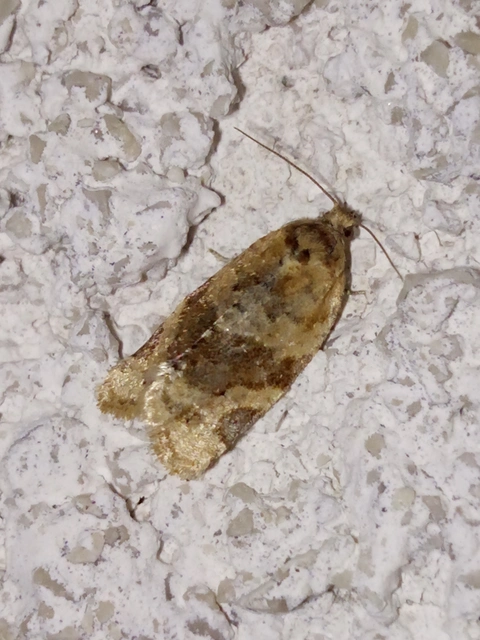 Argyrotaenia ljungiana - ékes sodrómoly