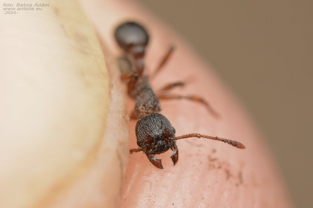 Myrmica schencki - kétszínű bütyköshangya