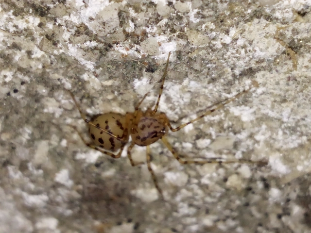 Scytodes thoracica - közönséges csupaszpók