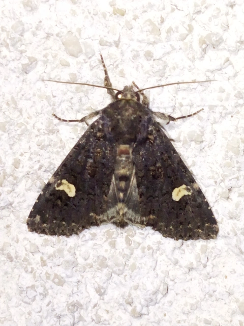 Melanchra persicariae - fehérfoltos kertibagoly