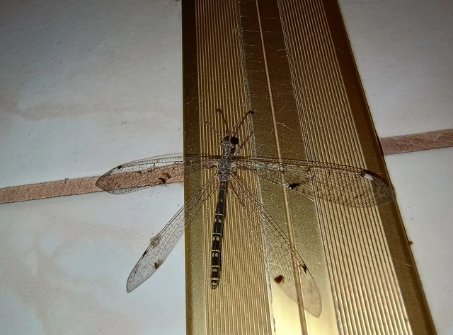 Distoleon tetragrammicus - négyfoltos hangyaleső