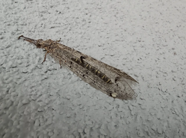 Distoleon tetragrammicus - négyfoltos hangyaleső