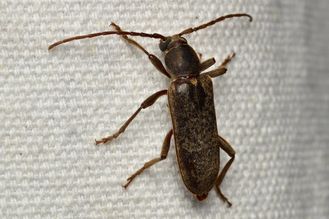 Trichoferus campestris - szállóvendég éjicincér
