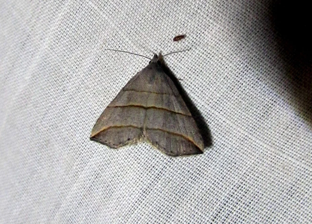 Colobochyla salicalis - háromsávos törpebagoly