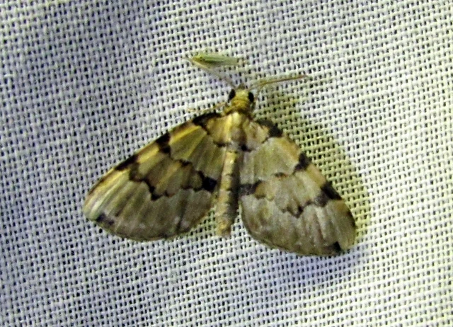 Colostygia pectinataria - zöld levélaraszoló
