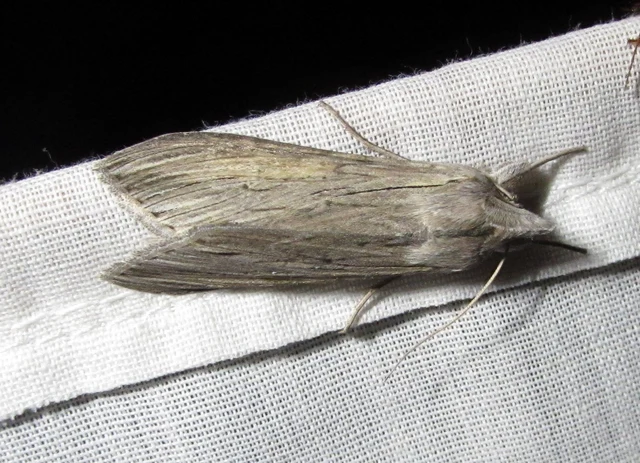 Cucullia umbratica - közönséges csuklyásbagoly