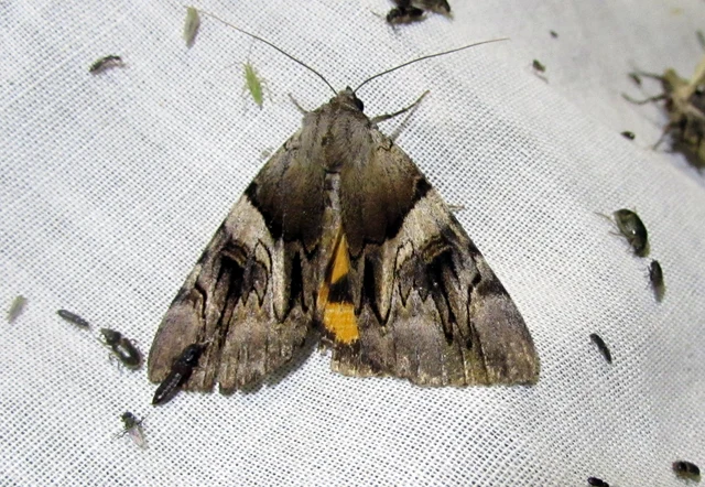 Catocala fulminea - galagonya-övesbagoly