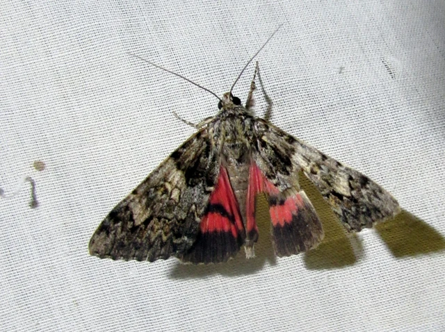 Catocala promissa - kis tölgyfa-övesbagoly