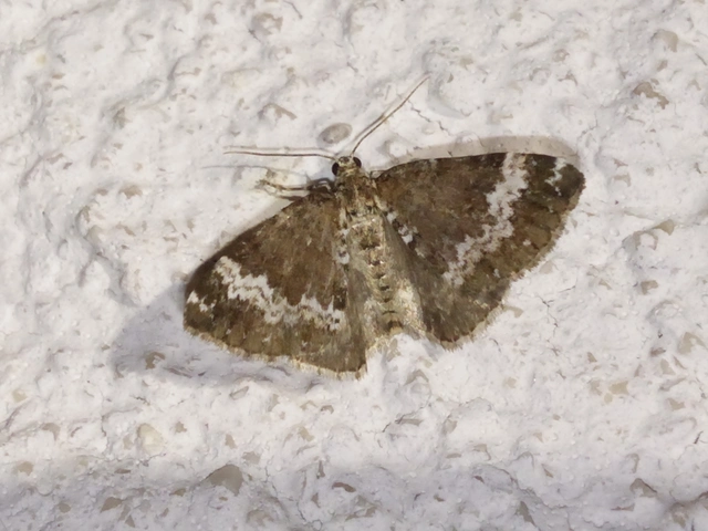 Perizoma alchemillata - árvacsalán-araszoló