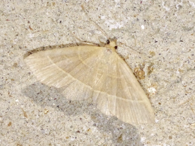 Trisateles emortualis - sárgacsíkos karcsúbagoly