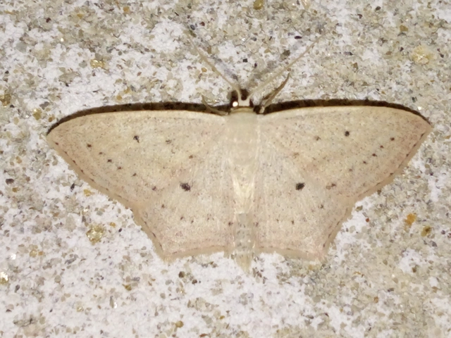 Scopula flaccidaria - alföldi sávosaraszoló