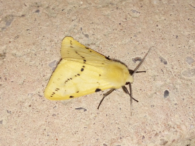 Spilarctia lutea - sárgás medvelepke