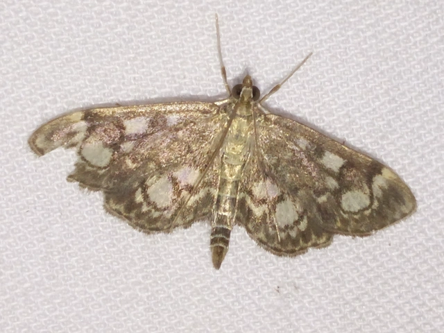 Anania coronata - koronás dudvamoly