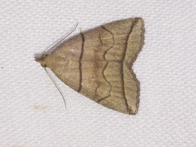 Herminia grisealis - ligeti karcsúbagoly