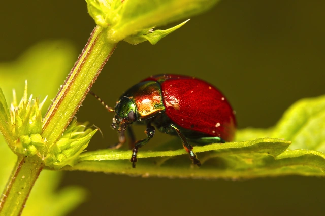 Chrysolina polita - réti mentalevelész