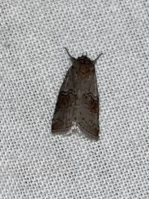 Nycteola asiatica - nyárfa-trapézbagoly