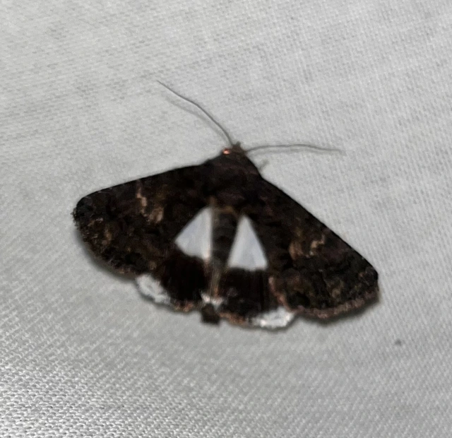 Anophia leucomelas - déli folyófűbagoly
