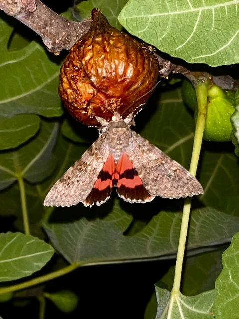 Catocala elocata - közönséges övesbagoly