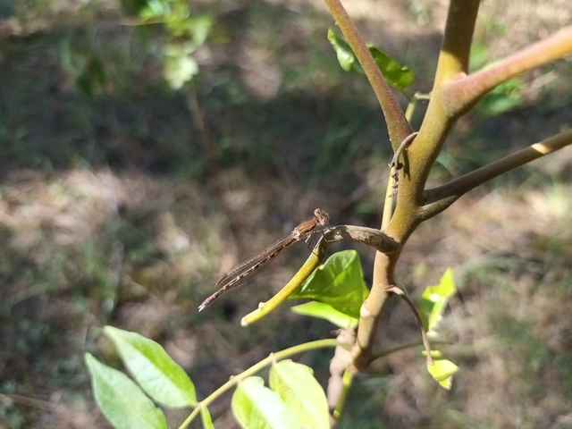 Sympecma fusca - téli rablószitakötő