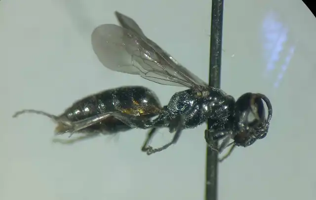 Miscophus concolor