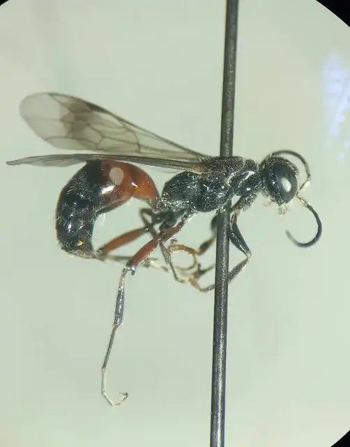 Alysson spinosus