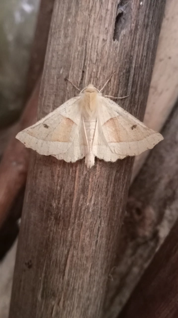 Crocallis elinguaria - sárga sávosaraszoló