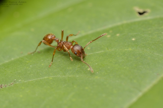 Myrmica ruginodis - erdei bütyköshangya