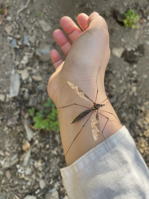 Tipula balcanica