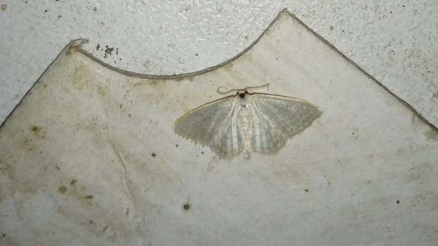ötvonalas apróaraszoló - Idaea subsericeata