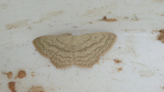Scopula nigropunctata - feketepettyes araszoló