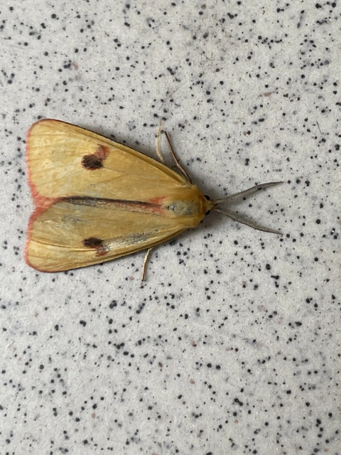 Diacrisia sannio - vörösszélű medvelepke
