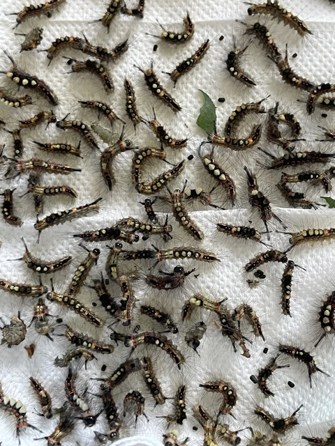 Orgyia antiqua - rozsdabarna kisszövő