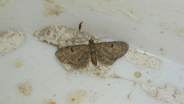 üröm-törpearaszoló - Eupithecia absinthiata