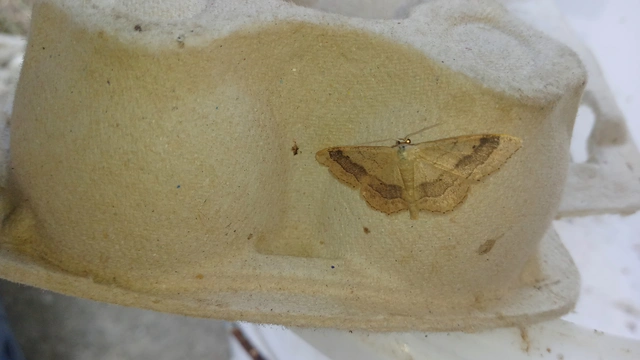 nagy sávosaraszoló - Idaea aversata