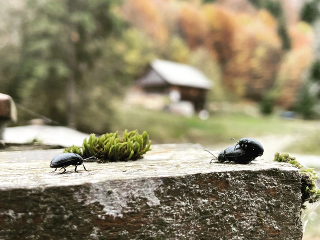 Galeruca tanaceti - fekete olajosbogár