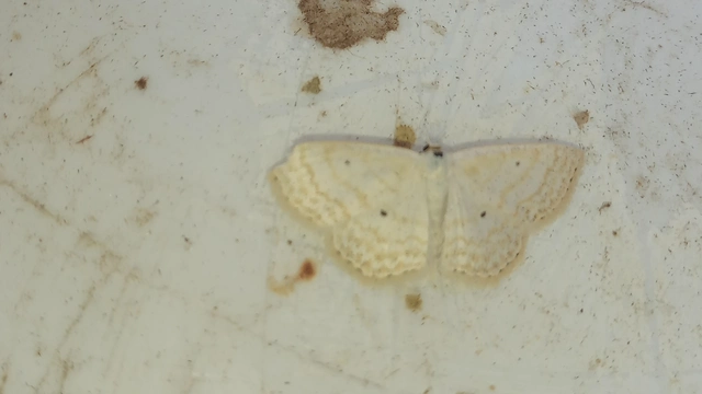 Scopula immutata - réti fehéraraszoló