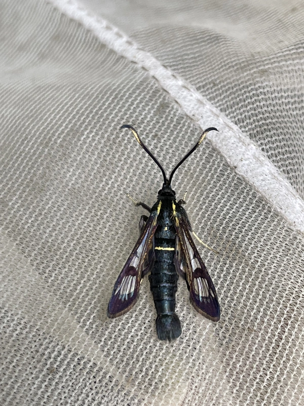 Synanthedon spheciformis - égerfaszitkár