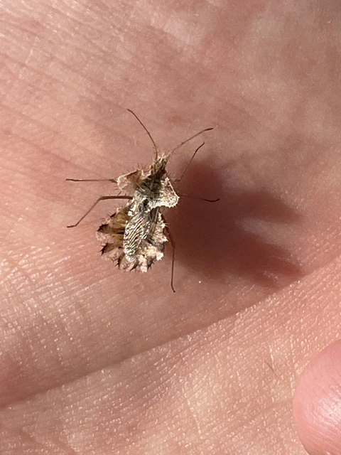 Phyllomorpha laciniata - lándzsás karimáspoloska