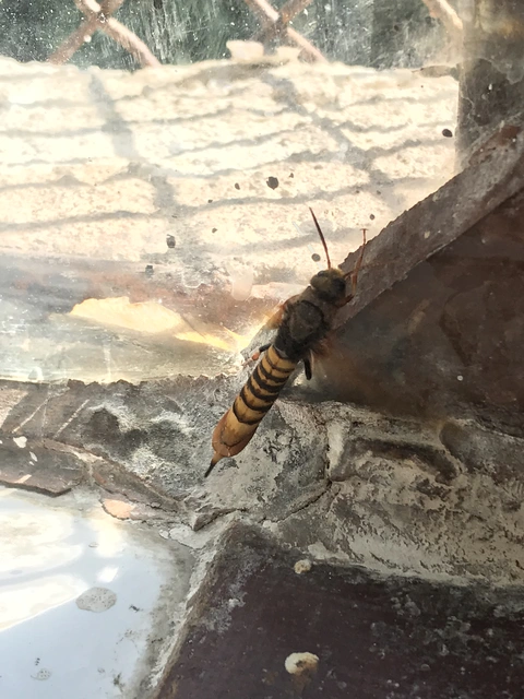 Tremex fuscicornis - sárgagyűrűs fadarázs