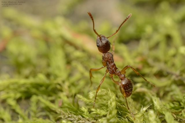 Myrmica ruginodis - erdei bütyköshangya